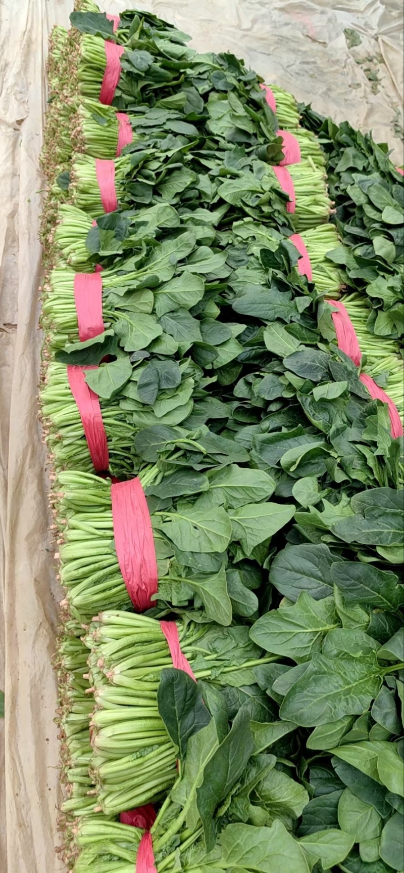 菠菜，山东聊城大叶菠菜精品，通货支持各种包装产地直发