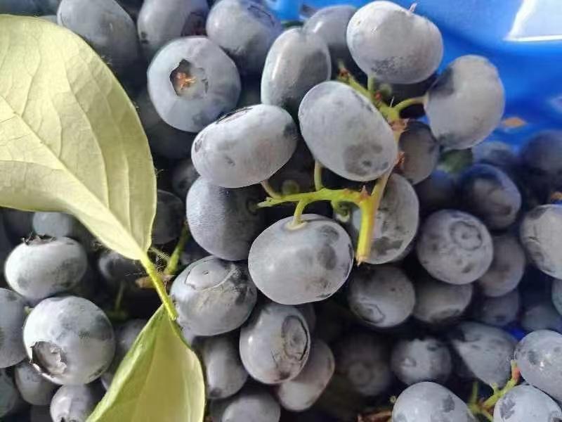 【莱克西】莒县蓝莓产地直发保质保量支持视频看货