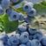 【莱克西】莒县蓝莓产地直发保质保量支持视频看货