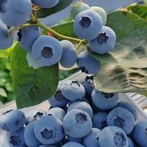 L25薄雾蓝莓莒县蓝莓产地直发山东蓝莓对接全国市场