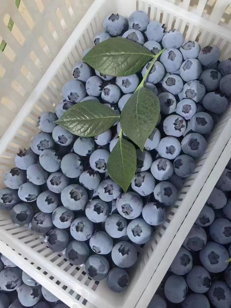 L25薄雾蓝莓莒县蓝莓产地直发山东蓝莓对接全国市场