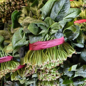 菠菜,山东聊城大叶菠菜精品,通货支持各种包装产地直发