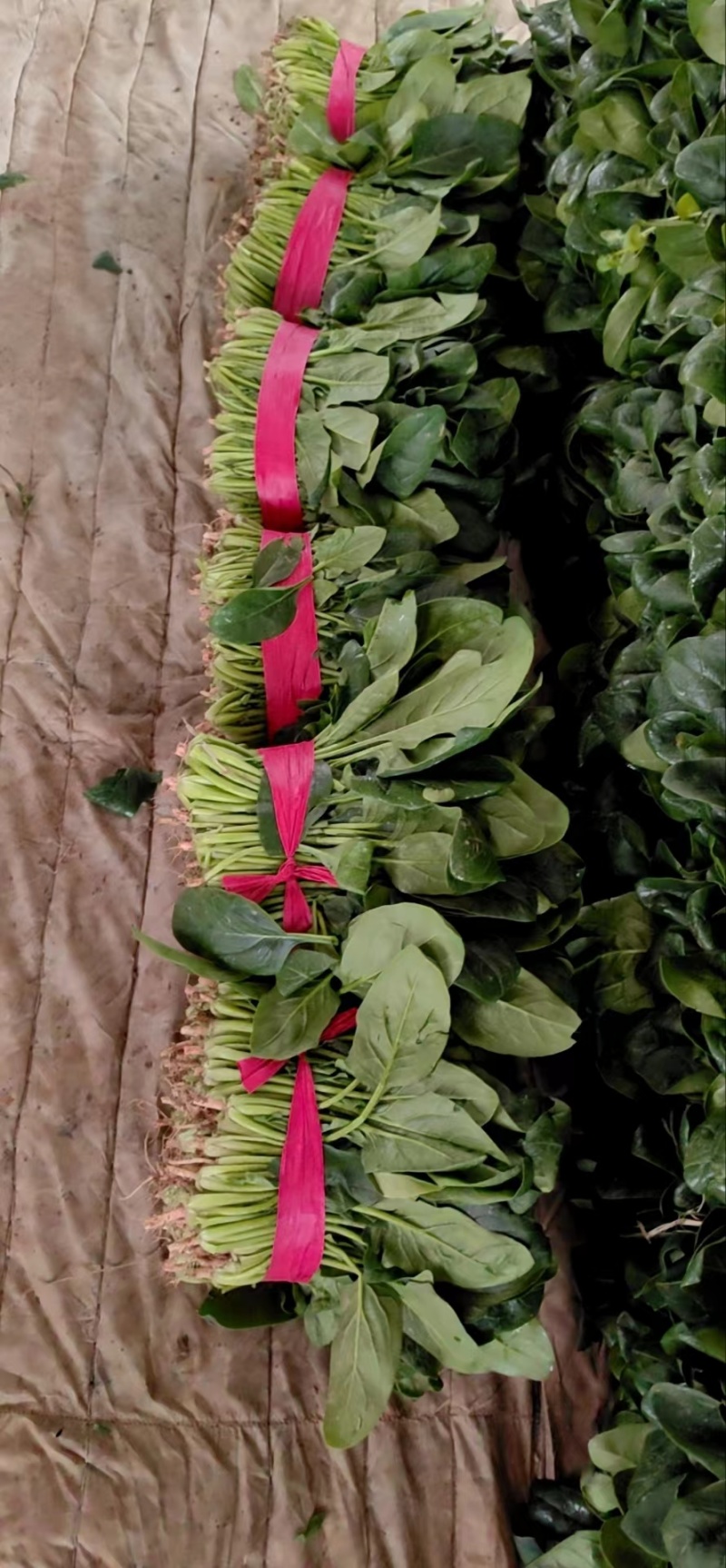 菠菜，山东聊城大叶菠菜精品，通货支持各种包装产地直发