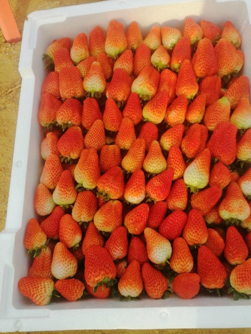 中牟草莓奶香草莓大棚草莓产地直发支持视频看货对接全