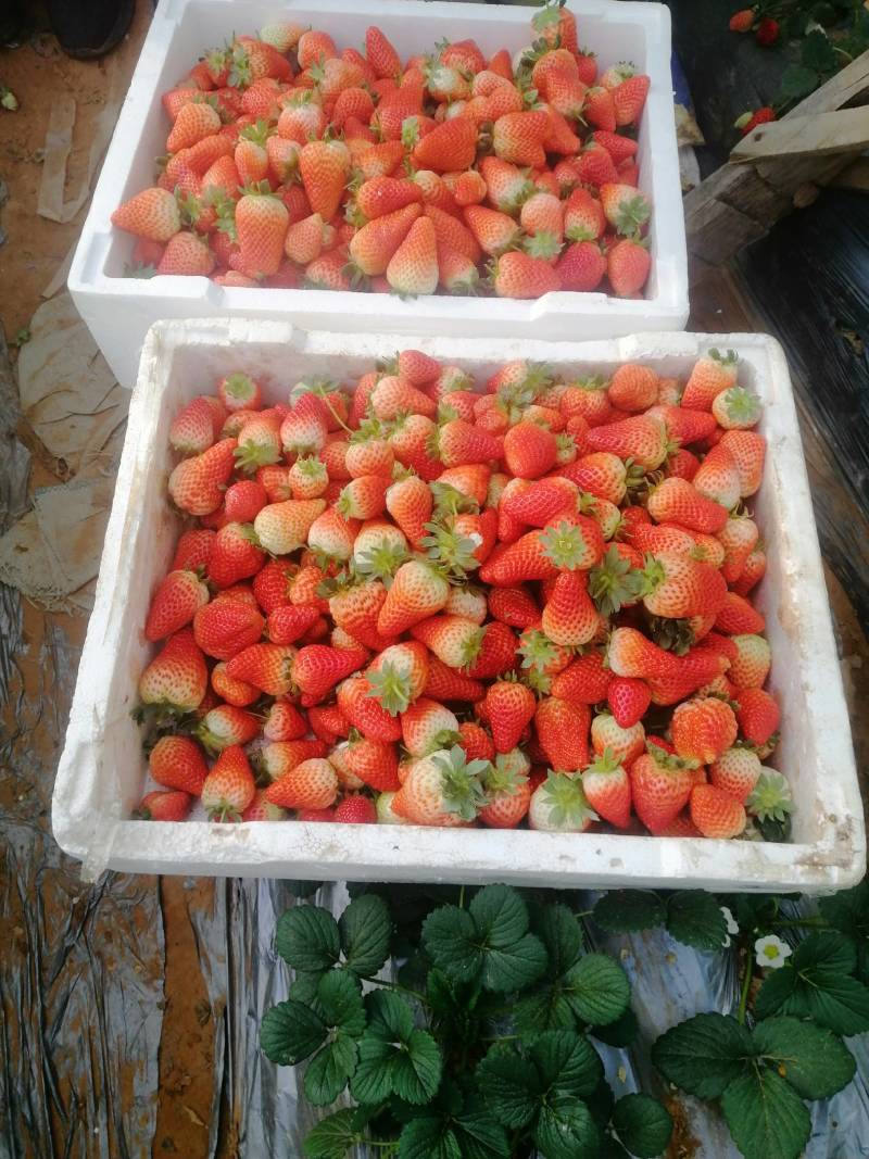 中牟草莓奶香草莓大棚草莓产地直发支持视频看货对接全