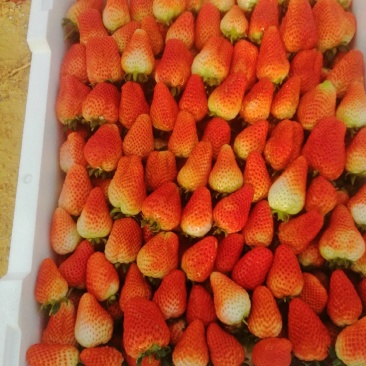 中牟草莓奶香草莓大棚草莓产地直发支持视频看货对接全