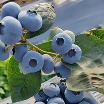 【绿宝石蓝莓】莒县蓝莓产地直发支持视频全国