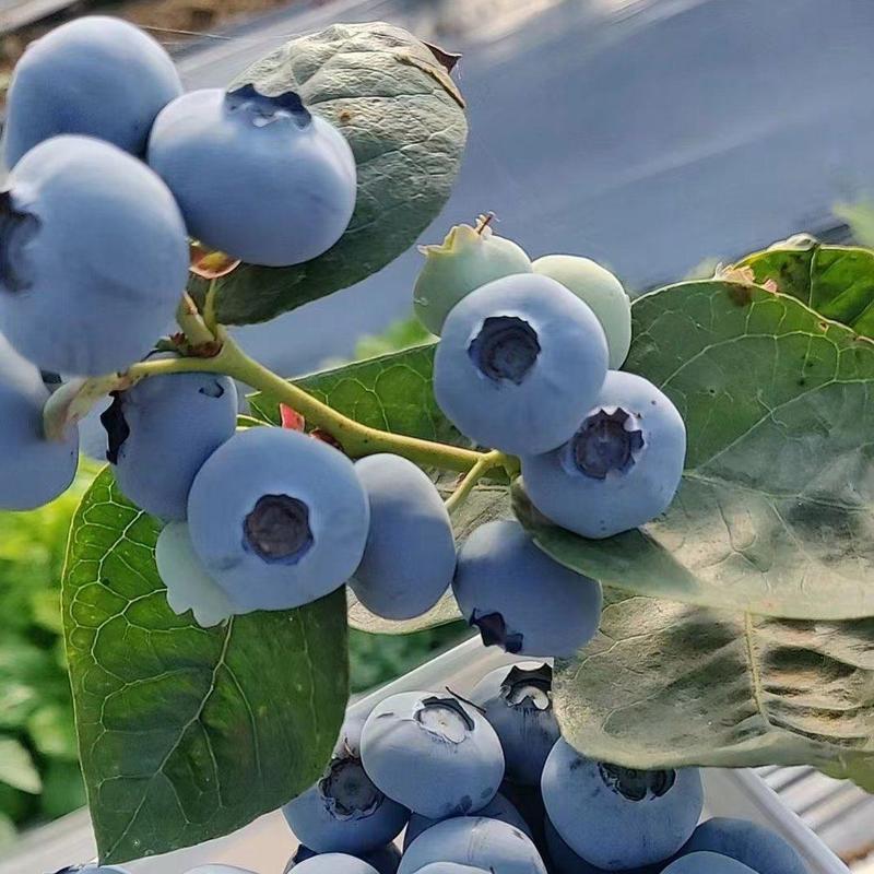 【绿宝石蓝莓】莒县蓝莓产地直发支持视频看货代发全国