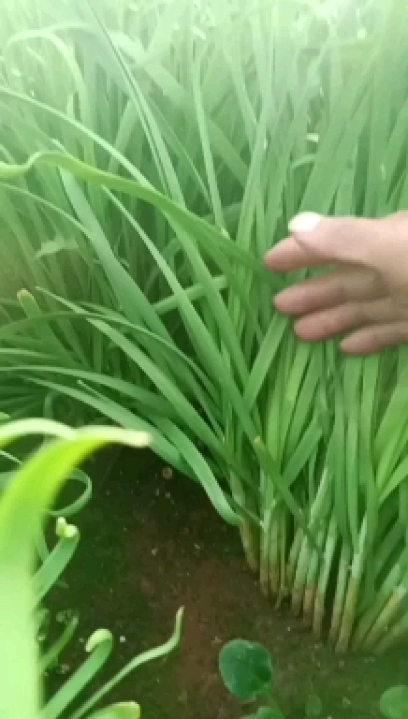产地供应，量大从优