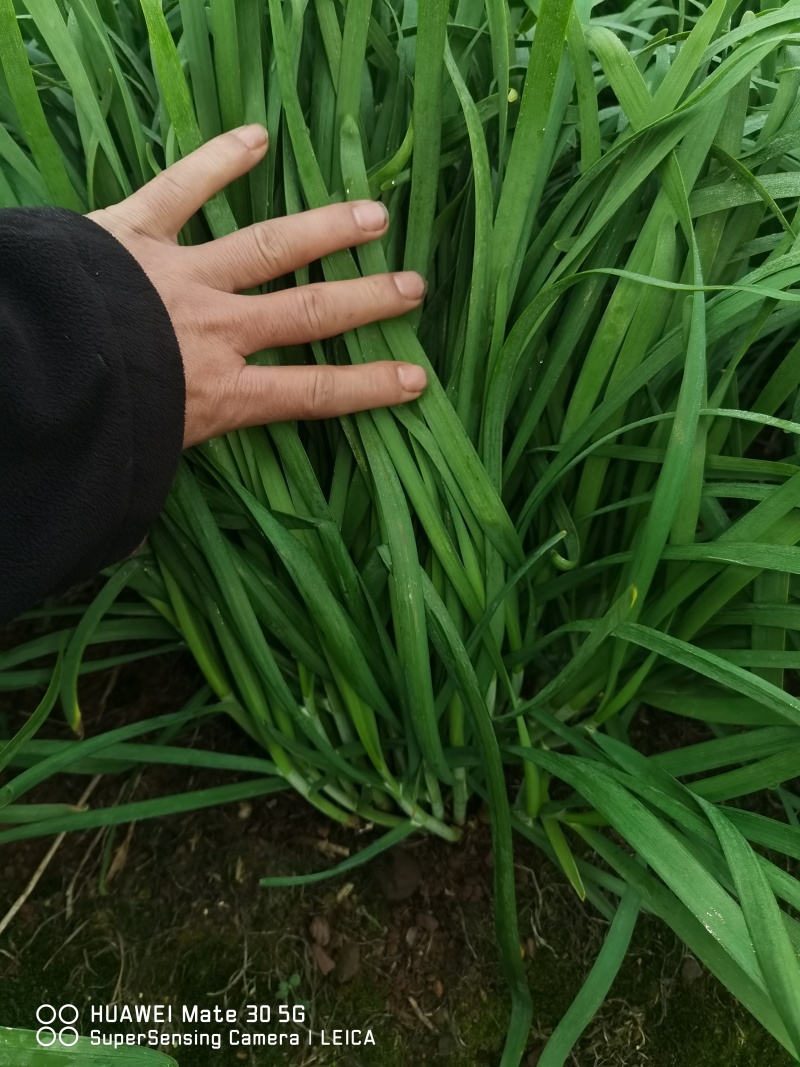 产地供应，量大从优