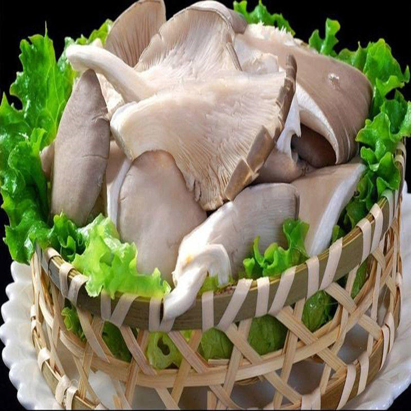 新鲜平菇蘑菇现摘现发肉厚蚝菇农家种植食用菌新鲜当季蔬菜