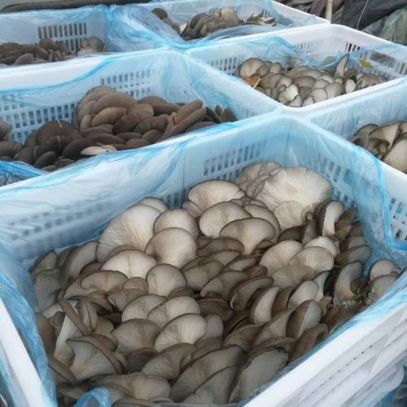 新鲜平菇蘑菇现摘现发肉厚蚝菇农家种植食用菌新鲜当季蔬菜