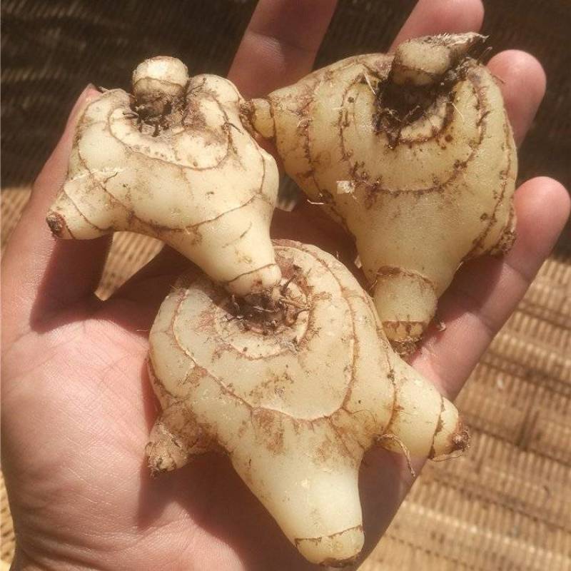 白芨鲜货大量供应现货现挖品质保障欢迎洽谈