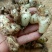 白芨鲜货大量供应现货现挖品质保障欢迎洽谈