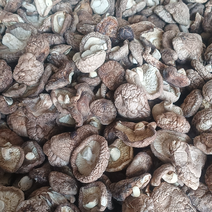 河南干板菇大量上市中可长期供货干净高品质价格欢迎咨询