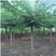 长枝榆树，百亩养殖基地，成活率高，欢迎选购