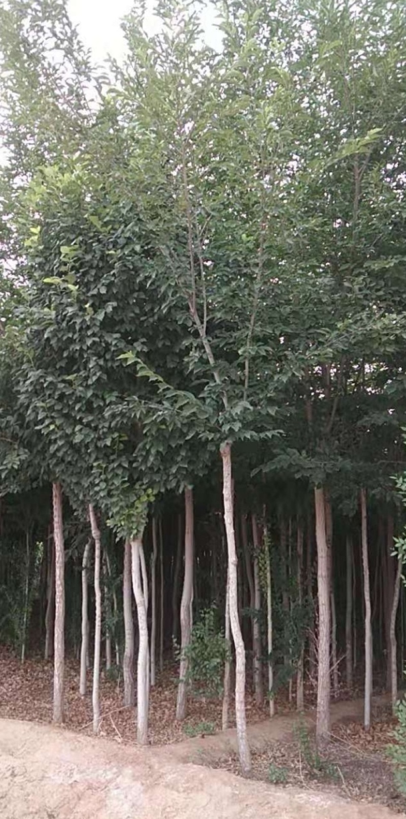 长枝榆树，百亩养殖基地，成活率高，欢迎选购