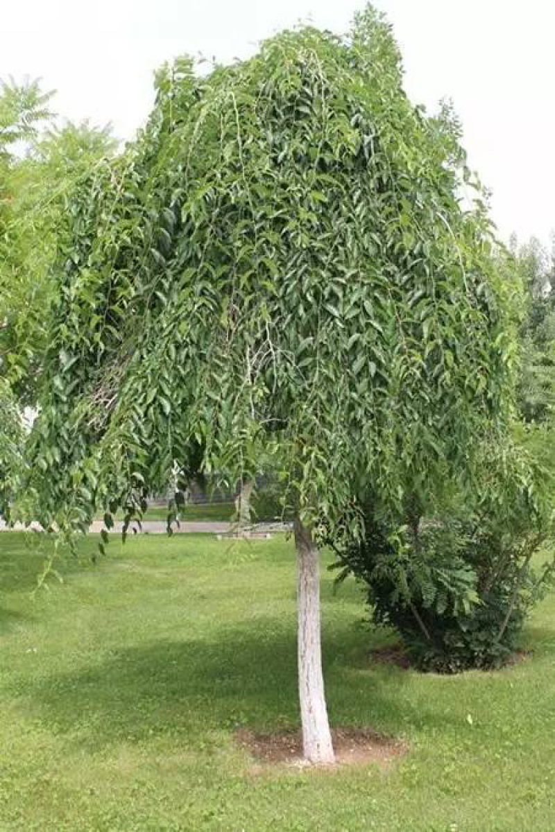 长枝榆树，百亩养殖基地，成活率高，欢迎选购