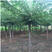 长枝榆树，百亩养殖基地，成活率高，欢迎选购