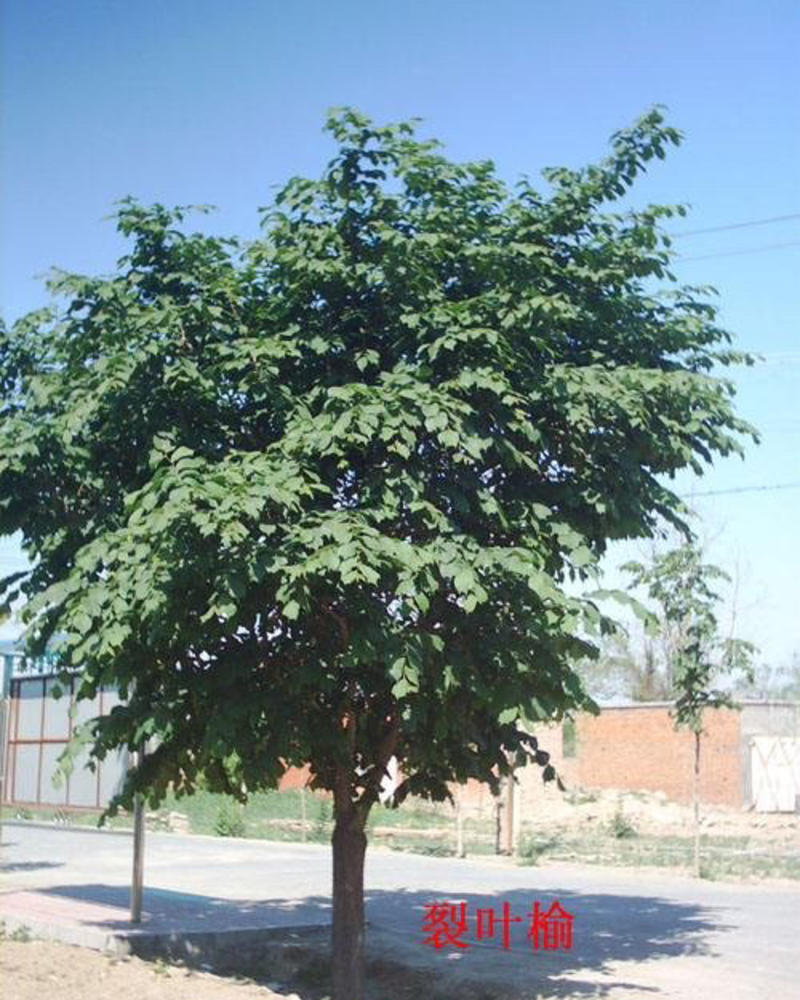 裂叶榆树，品质保证，成活率高，欢迎选购