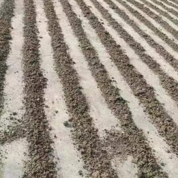 干鹌鹑粪大量供应