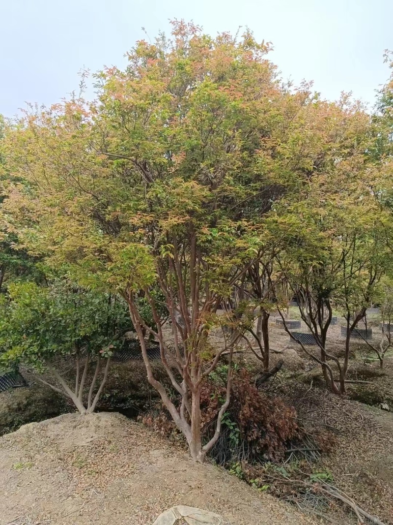 急处理250棵嘉宝果树，树高3至4米。已带果