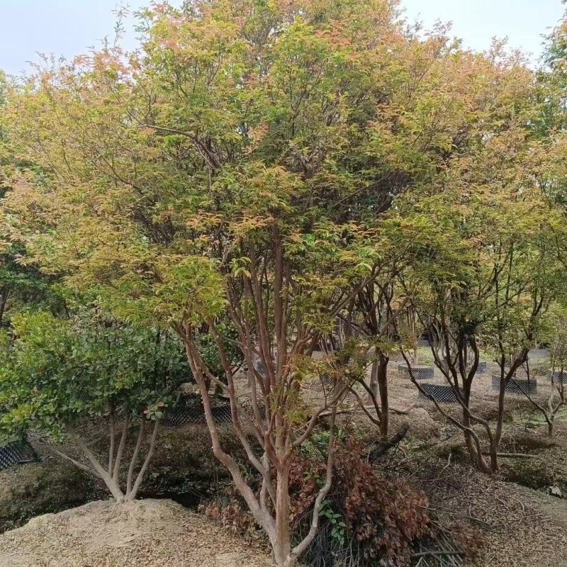 急处理250棵嘉宝果树，树高3至4米。已带果