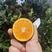 宗橙也叫黑美人橙子巧克力橙果大皮薄多汁化渣水份充足