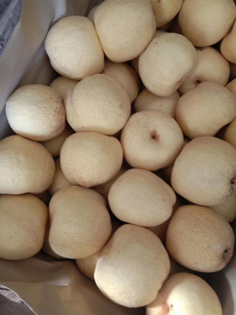 安徽砀山酥梨口感酥甜产地直发价格优惠欢迎来电咨询
