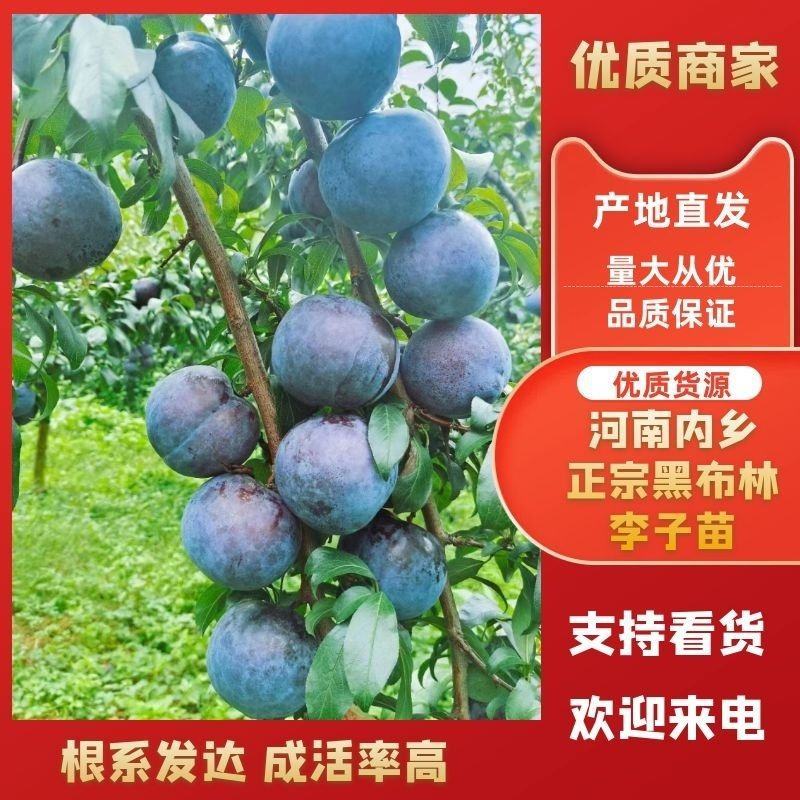 【产地源头】河南内乡正宗黑布林李子苗一件代发供应全国