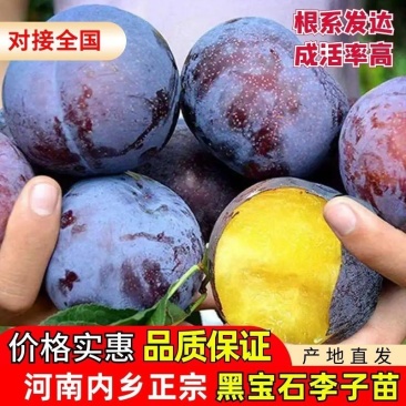 河南正宗黑布林李子苗黑宝石苗木钻木嫁接成品苗源头发