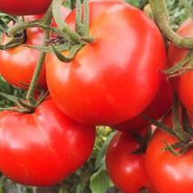 安徽西红柿，产地直发，量大从优规格多样现摘现发，欢迎采购