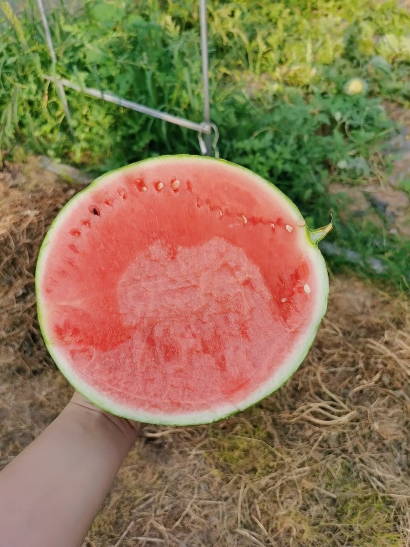 开封通许西瓜美都西瓜头茬瓜九成熟好运输有工人场地备货快速