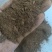 四川95型菜粕蛋白35量大从优厂家供货质量保证欢迎咨询