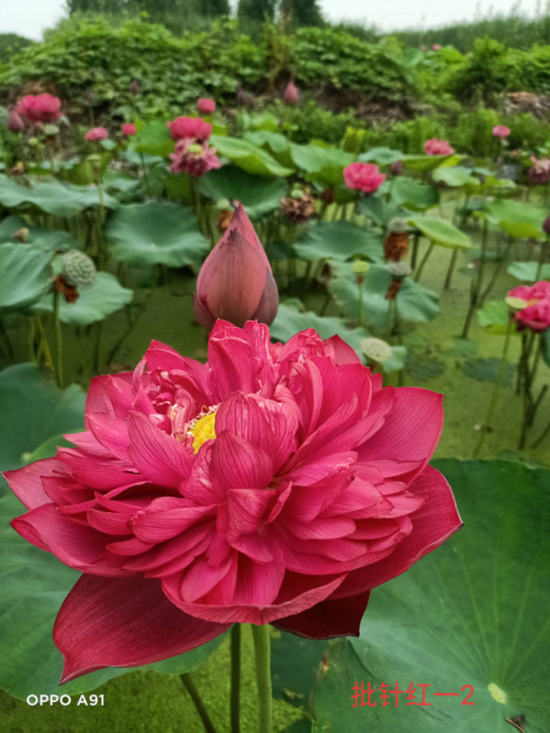 精品荷花金苹果品种