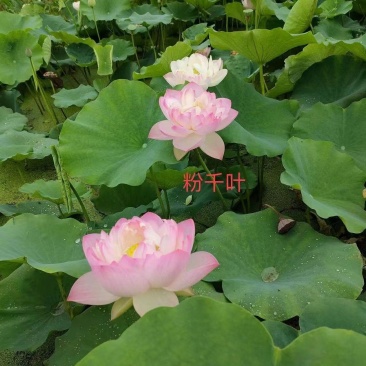 精品荷花粉千叶品种，质优价廉，欢迎订购