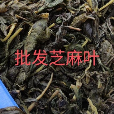 【精品】芝麻叶河南周口量大从优，鲜货发出，可视频验货
