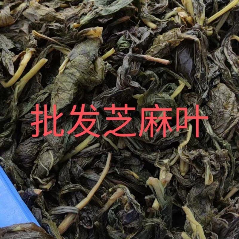 【精品】芝麻叶河南周口量大从优，鲜货发出，可视频验货