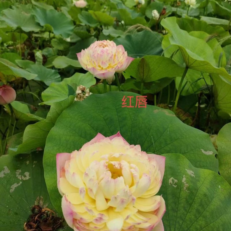 精品荷花粉千叶品种，质优价廉，欢迎订购
