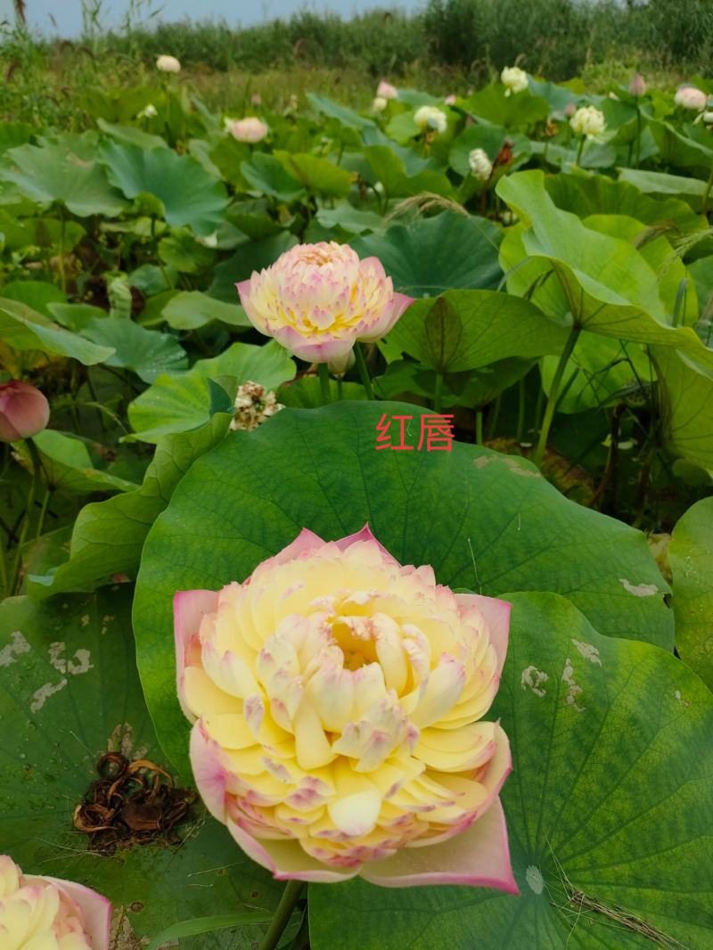 精品荷花粉千叶品种，质优价廉，欢迎订购