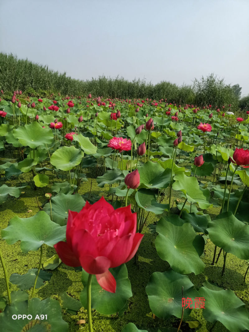 精品荷花粉千叶品种，质优价廉，欢迎订购