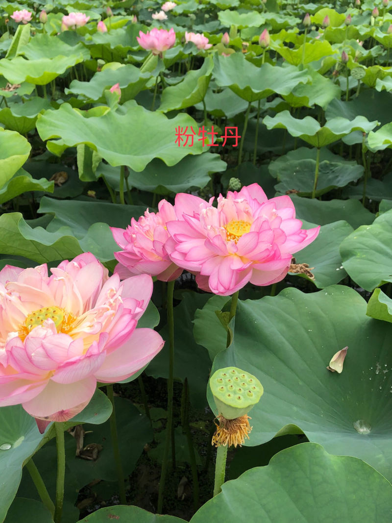 精品荷花粉千叶品种，质优价廉，欢迎订购