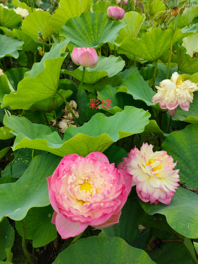 精品荷花粉千叶品种，质优价廉，欢迎订购