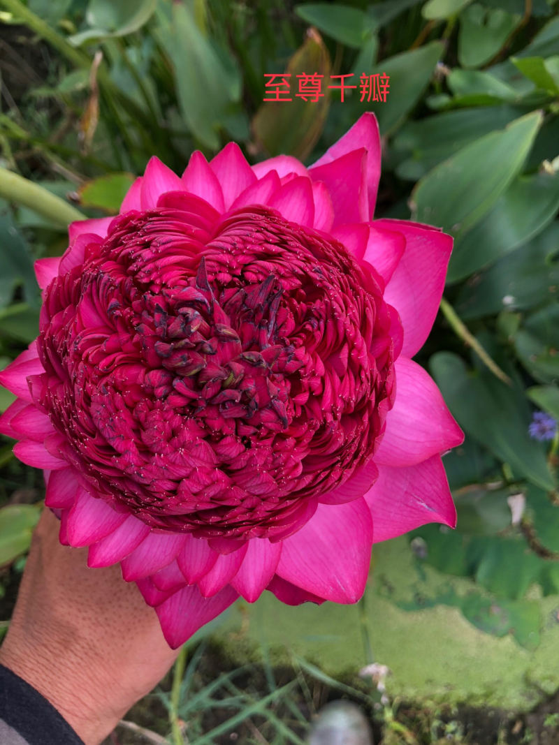 精品荷花粉千叶品种，质优价廉，欢迎订购