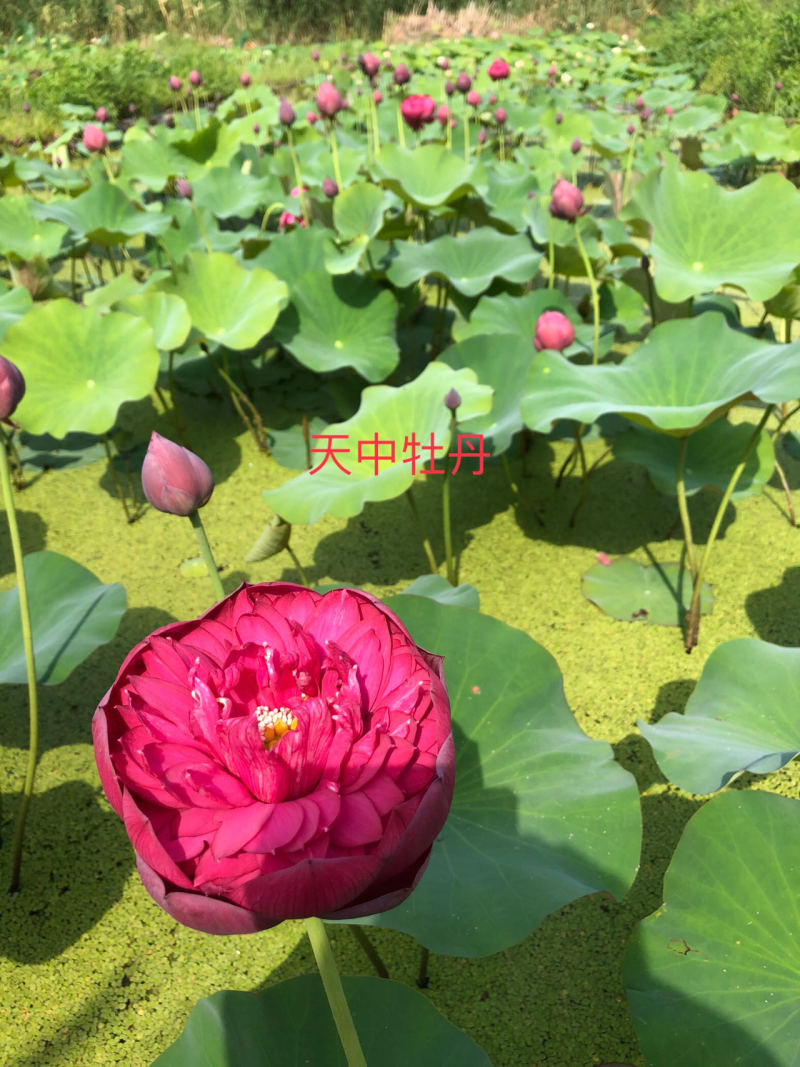 精品荷花粉千叶品种，质优价廉，欢迎订购