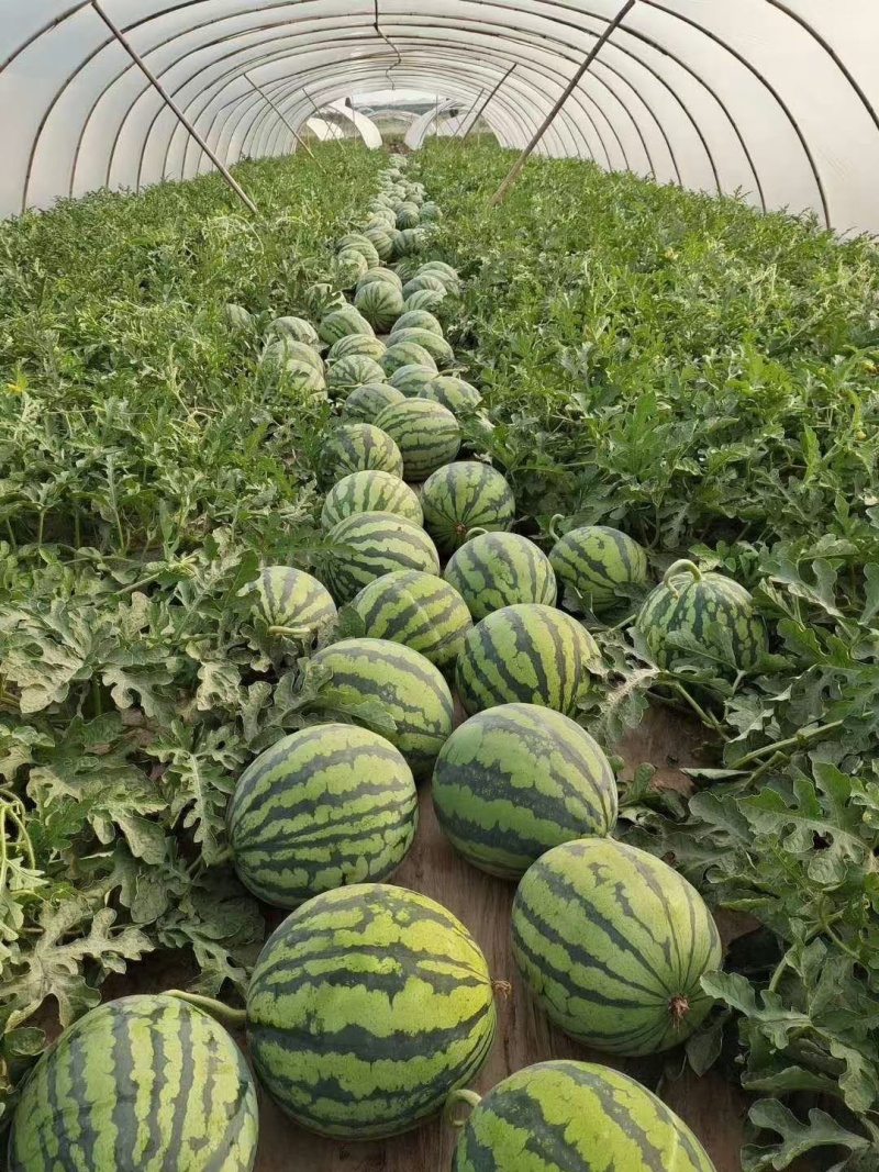 开封西瓜麒麟西瓜自家基地货量大包食宿全程陪同看货挑瓜搞价
