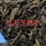 【精品】芝麻叶河南周口量大从优，鲜货发出，可视频验货
