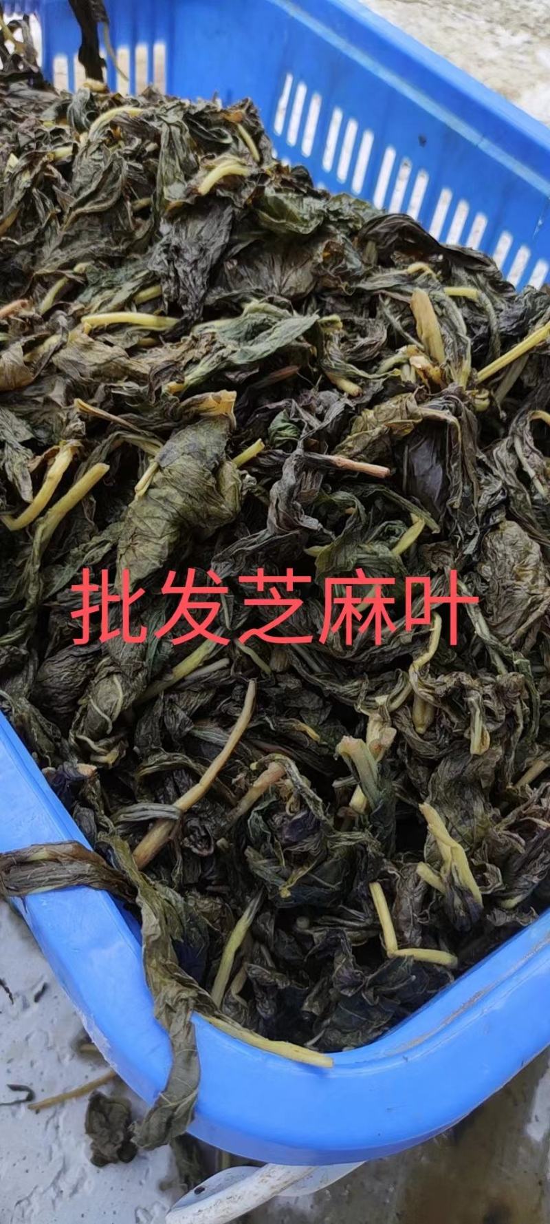 【精品】芝麻叶河南周口量大从优，鲜货发出，可视频验货