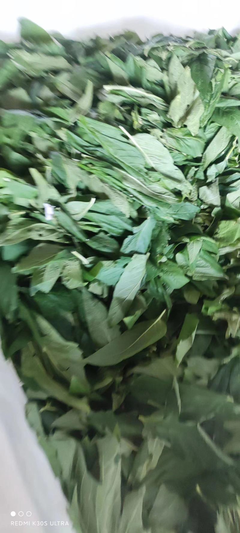 【精品】芝麻叶河南周口量大从优，鲜货发出，可视频验货