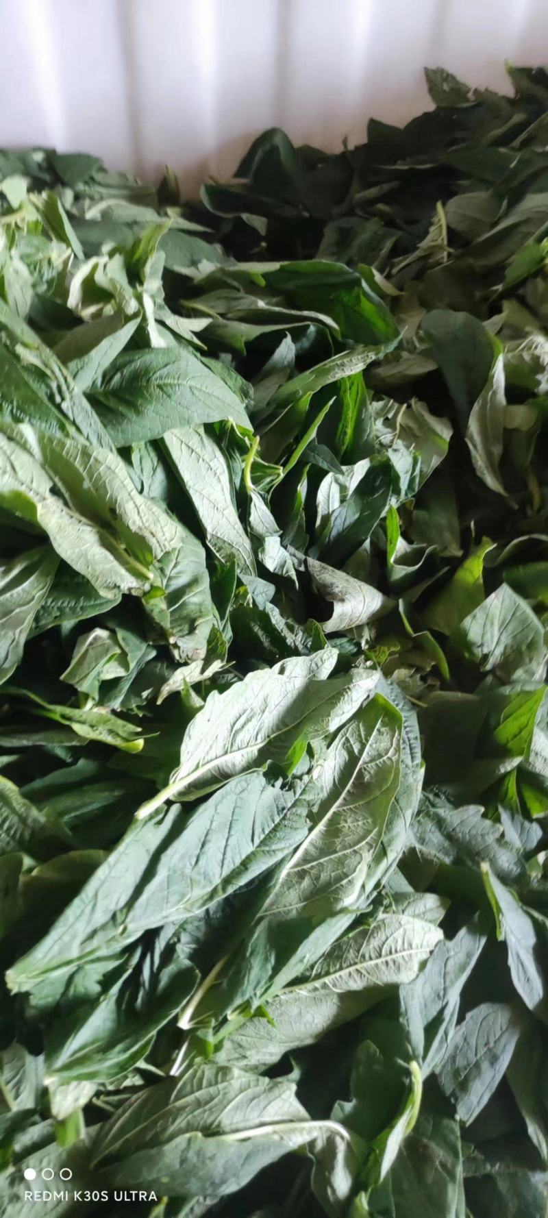【精品】芝麻叶河南周口量大从优，鲜货发出，可视频验货